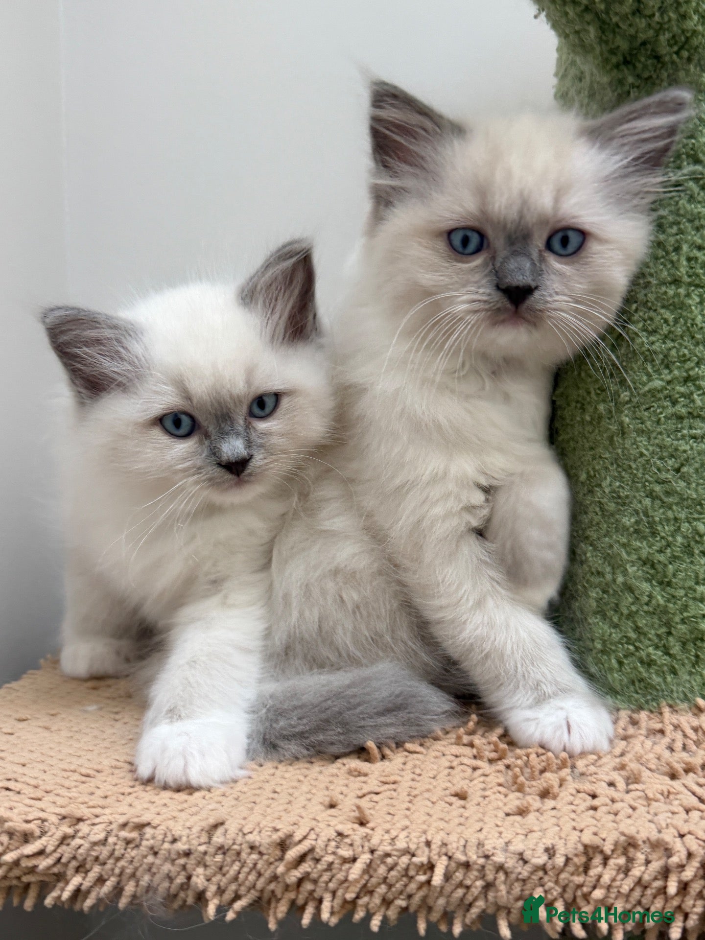 Ragdoll cats 4 Beautiful Family-Raised Ragdoll Kittens 🐾 - Advert 2