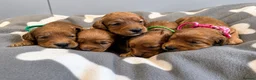 Cockapoo dogs for sale: 🐶✨Exceptional F1 Miniature Cockapoo ✨🐶 - Advert 4
