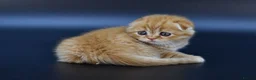Scottish Fold cats for sale: LICENSED CATTERY PURE BREED TOP QUALITY KITTENS - Advert 25