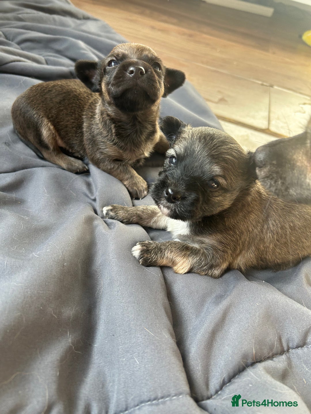 Mixed Breed dogs for sale: Three Pomeranian Chihuahua  - Image 7