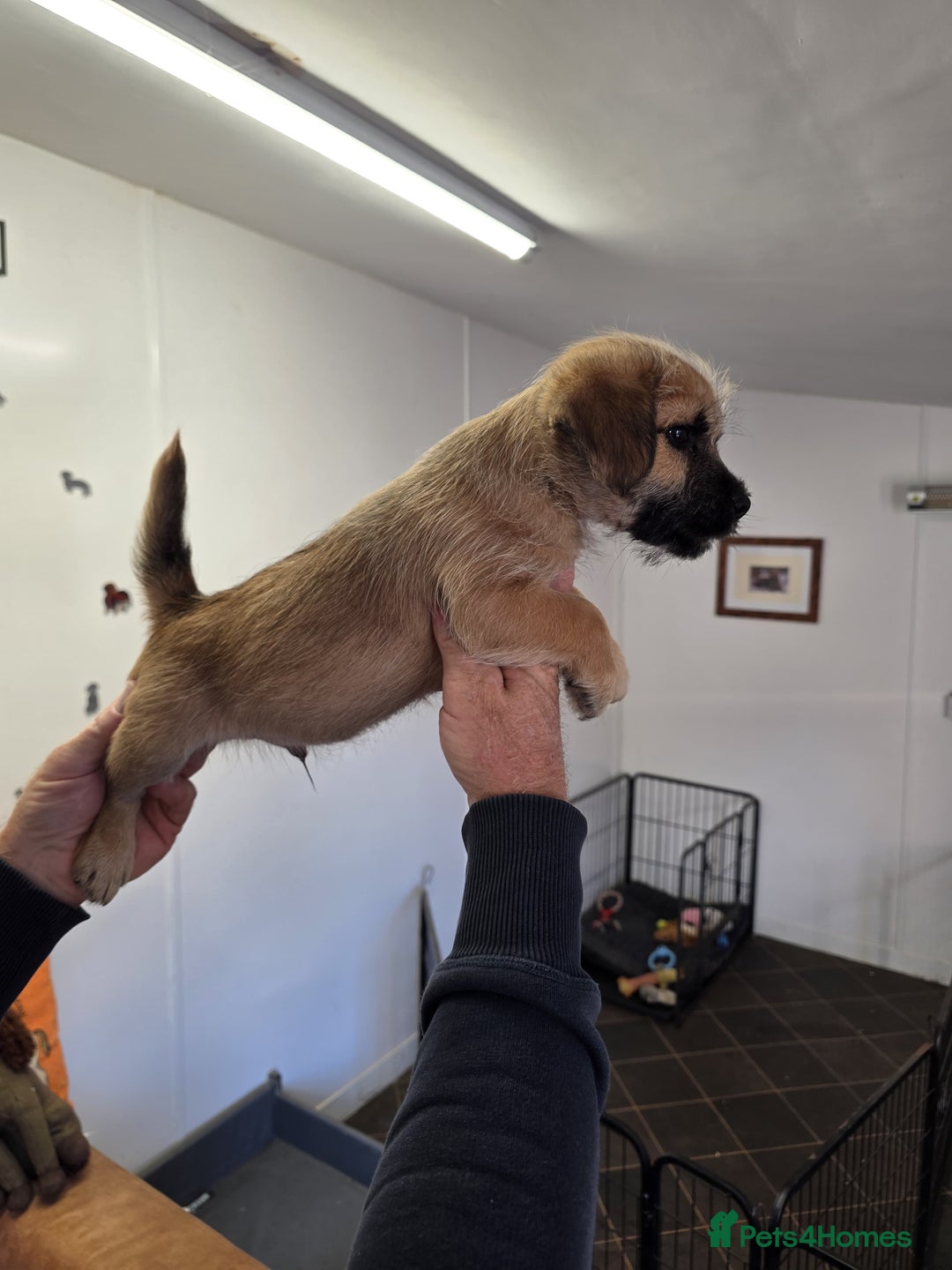 Jack Russell dogs for sale: Beautiful types of broken coated and smoothed  - Image 18