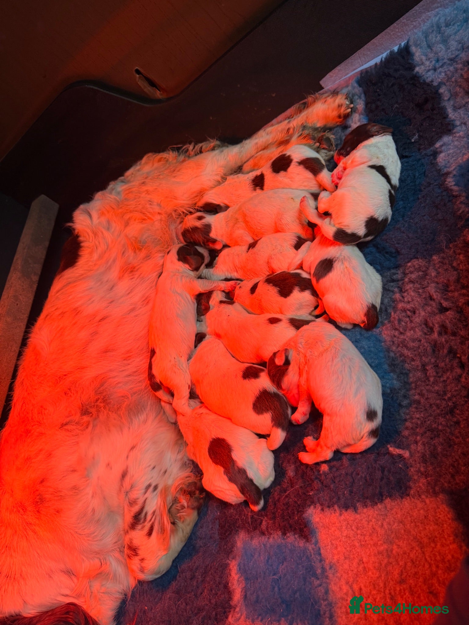 English Springer Spaniel dogs for sale: Exceptional Working & Trialling ESS puppies  - Advert 1