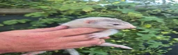 Ferret rodents for sale: 💚 Adorable well handled baby ferrets available 💚 - Advert 9
