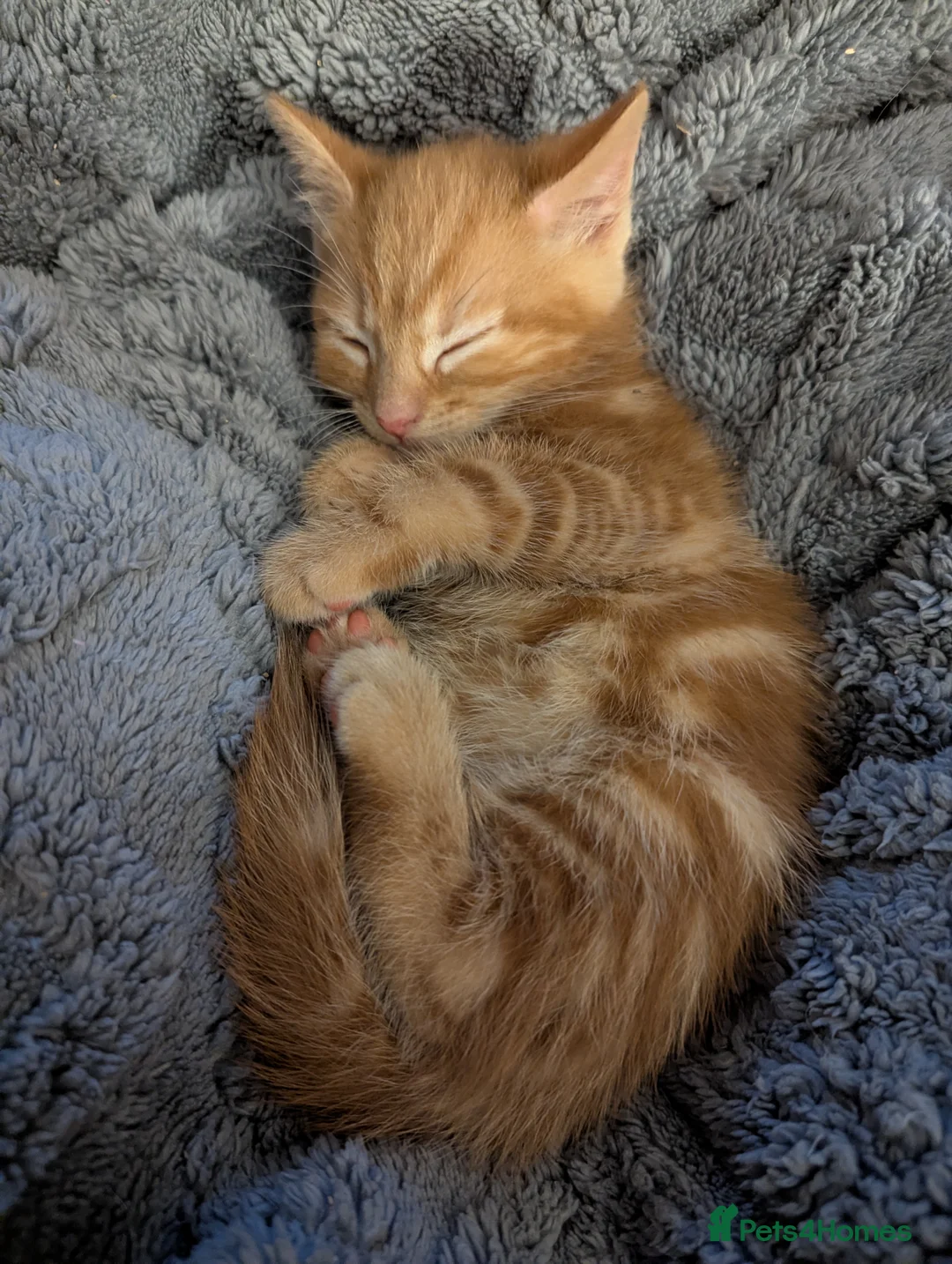 Domestic Shorthair cats for sale: 5 Ginger kittens - Advert 21