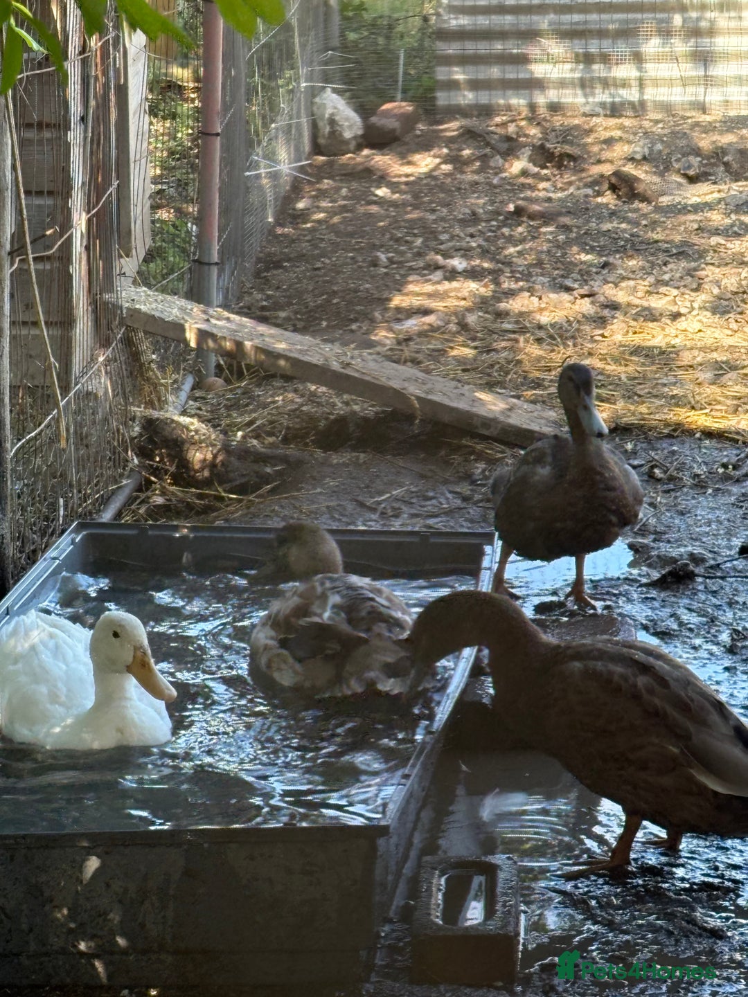 Ducks poultry for sale: Gorgeous cherry valley ducks  - Image 2