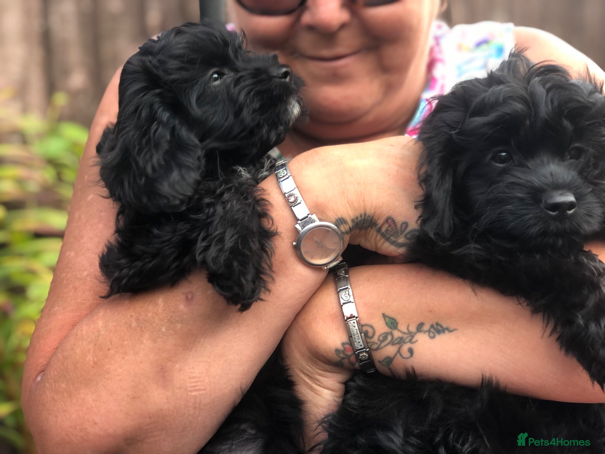 Cavapoo dogs REDUCED!ready to go 2 GIRLS LEFT! black cavapoos - Advert 1