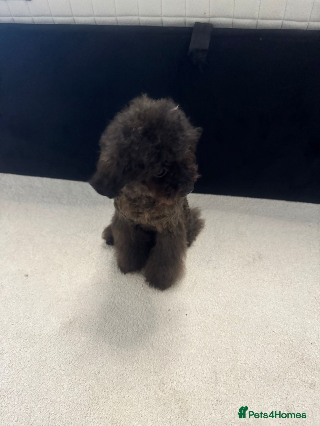 Toy Poodle dogs for sale: 16 Month Old Asian Toy Poodle - Image 3