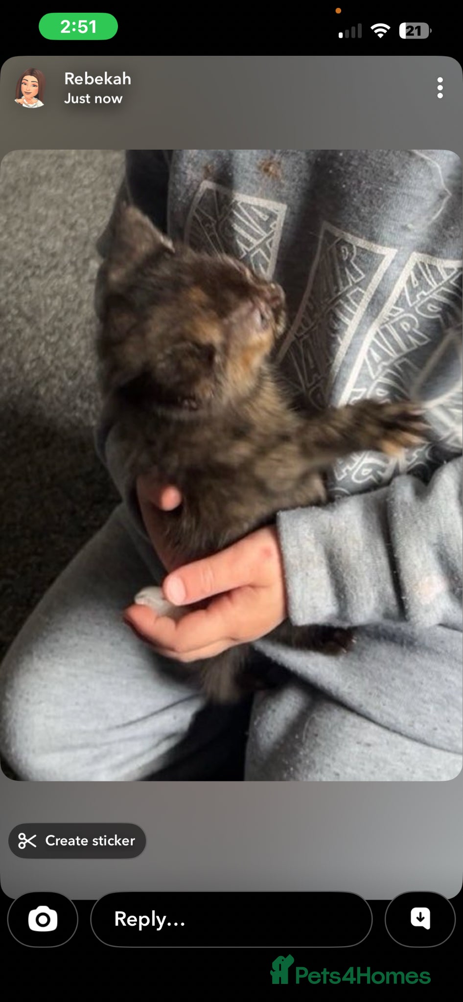 Mixed Breed cats Female kitten - Advert 1