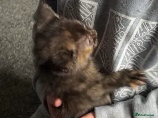 Mixed Breed cats Female kitten - Advert 1