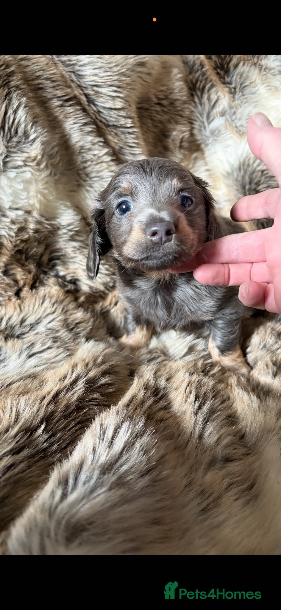 Miniature Dachshund dogs ♥️💙 LONG COAT DAXIS 💙♥️ - Advert 16