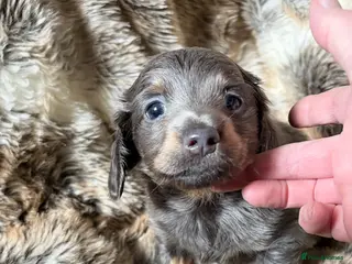 Miniature Dachshund dogs ♥️💙 LONG COAT DAXIS 💙♥️ - Advert 16
