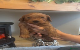 Cockapoo dogs for sale: Beautiful F1 Cockapoo puppies  - Image 4