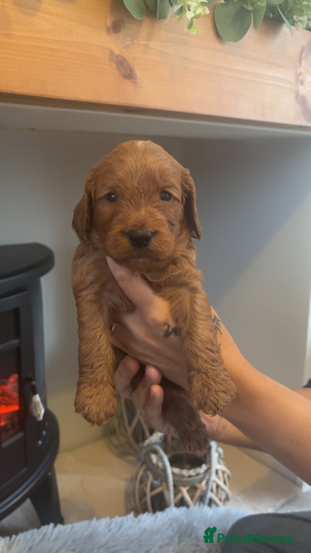 Cockapoo dogs for sale: Beautiful F1 Cockapoo puppies  - Image 4