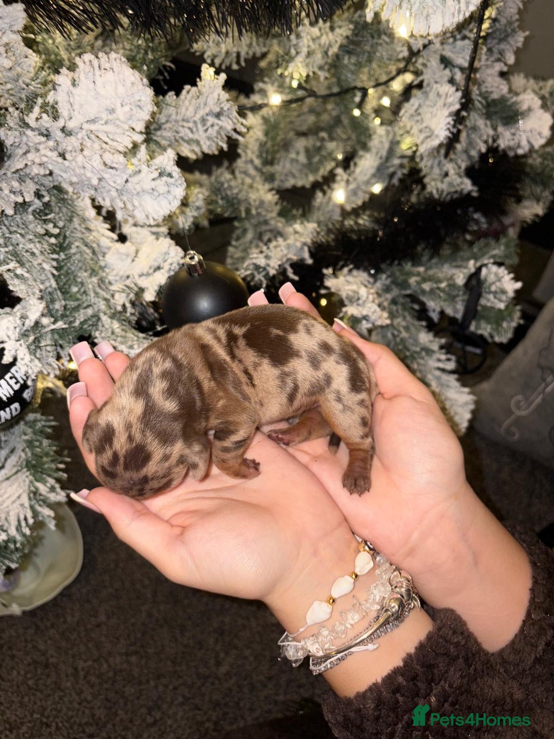 Miniature Dachshund dogs for sale: Miniature dapple daschund puppies for sale - Advert 24