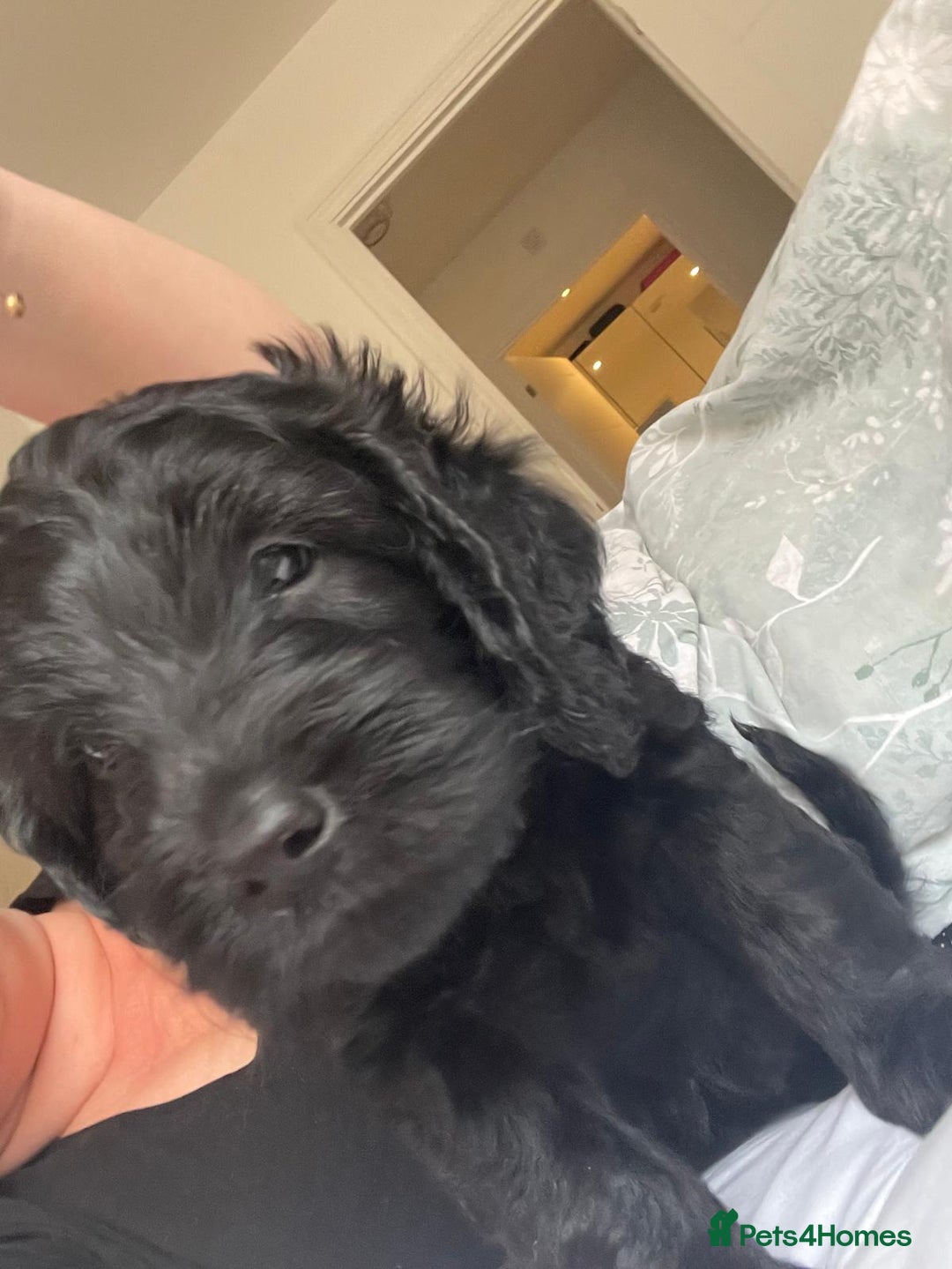 Cockapoo dogs for sale: Ted and Winnies cockapoo puppies - Image 37