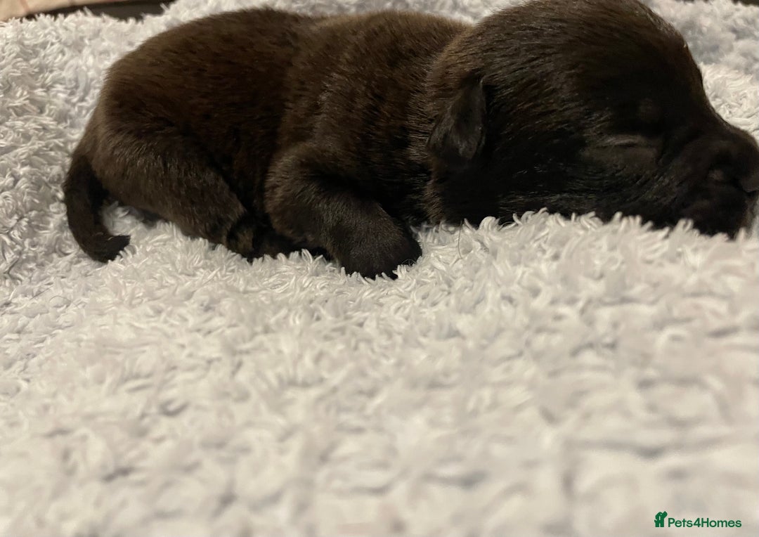 Mixed Breed dogs for sale: READY FOR THERE FOREVER HOMES 1 GIRL & - BOY  - Advert 25