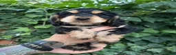 Cocker Spaniel dogs for sale: Show Cocker Spaniel Puppies in Bedford - Advert 5