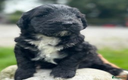 Bernedoodle dogs for sale: F1B STANDARD  BERNADOODLE LAST FEW - Image 19