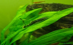 Plecos fish for sale: Bristlenose Plecos - Image 8