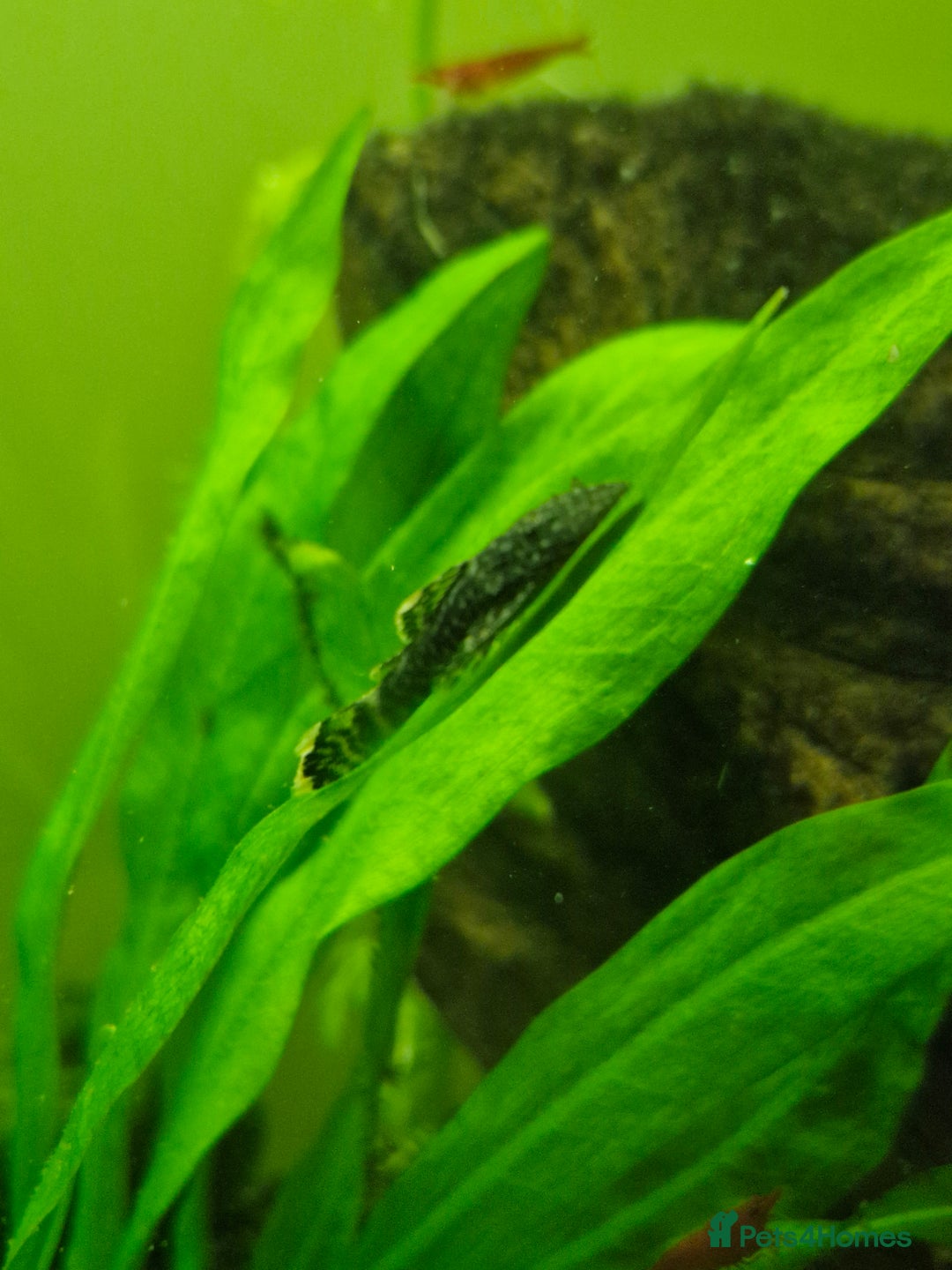 Plecos fish for sale: Bristlenose Plecos - Image 8