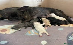 French Bulldog dogs for sale: Fluffy Frenchie  - Image 3