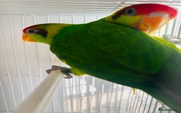 Lorikeets birds for sale: PROVEN pair iris lorikeet RARE!! - Image 1