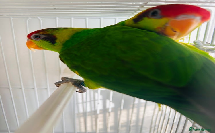Lorikeets birds - Advert 1