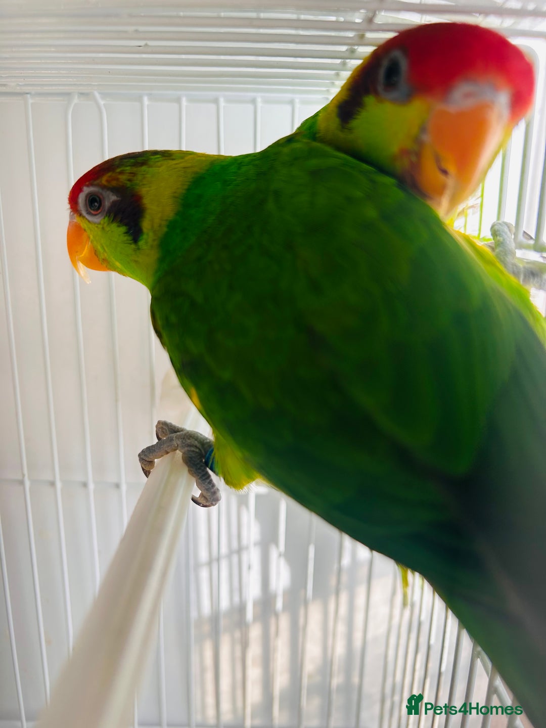 Lorikeets birds for sale: PROVEN pair iris lorikeet RARE!! - Image 1