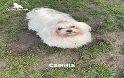 Maltese dogs for sale: Beautiful KC Maltese Camilla - Image 2