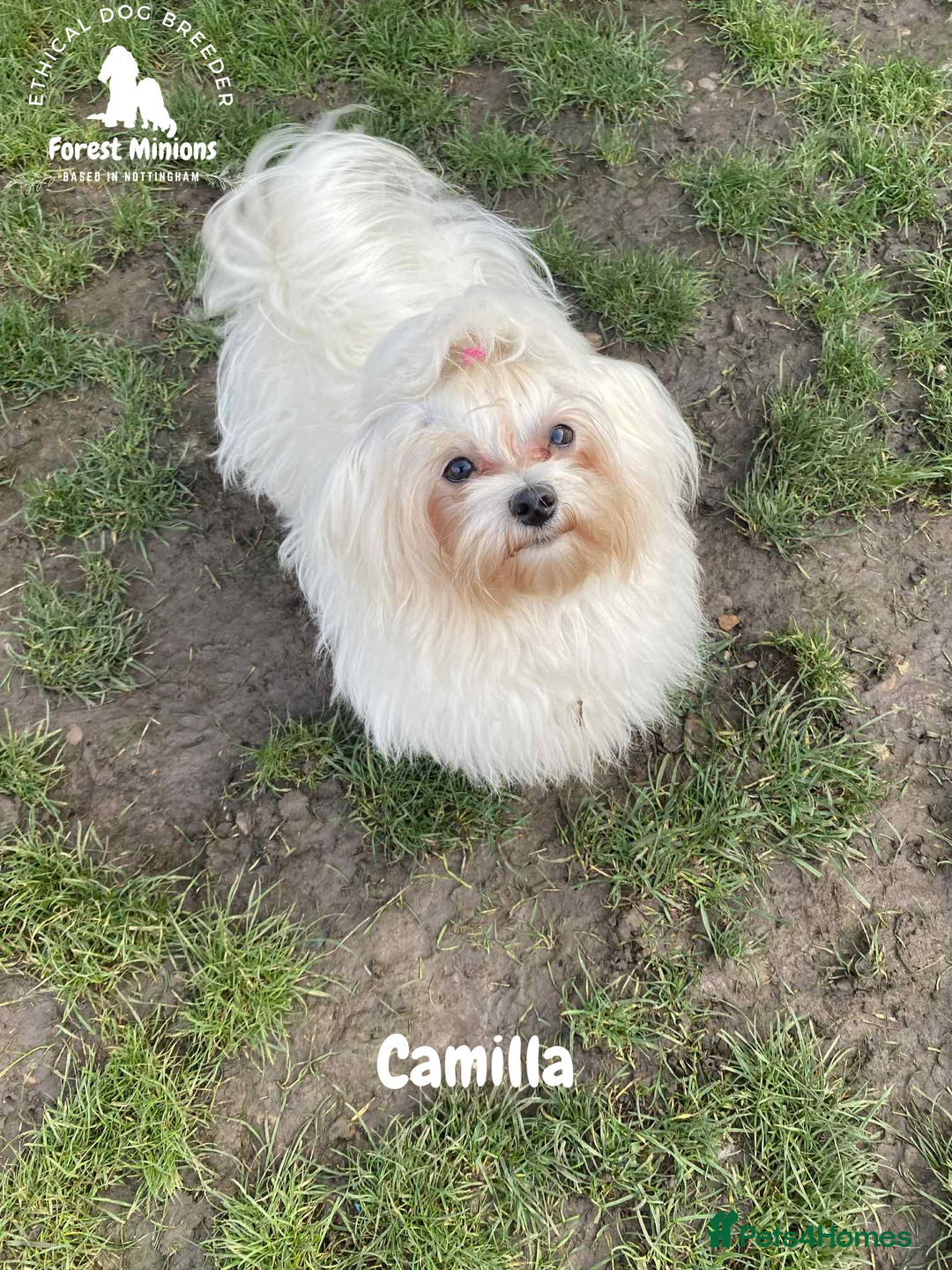 Maltese dogs for sale: Beautiful KC Maltese Camilla - Image 2