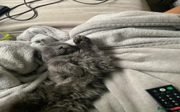 Maine Coon cats for sale: Maine Coon Kitten (Last of Litter Available Now) - Image 4