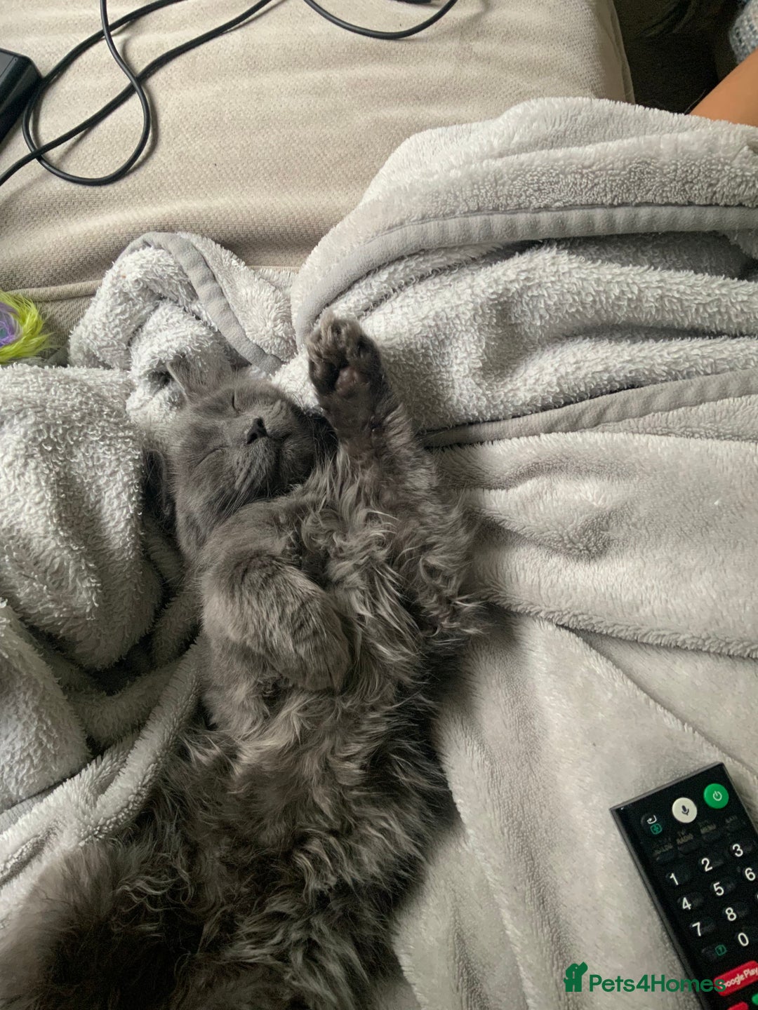 Maine Coon cats for sale: Maine Coon Kitten (Last of Litter Available Now) - Image 4