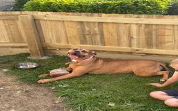American Bully dogs for sale: Bully bred female 2 year old  - Image 1