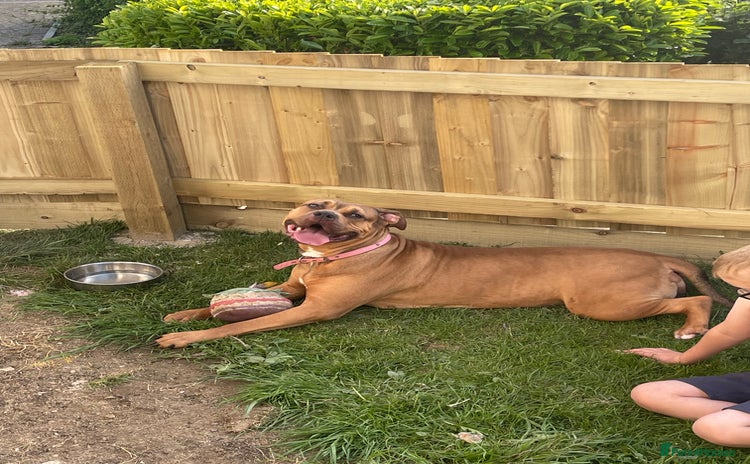 American Bully dogs - Advert 2
