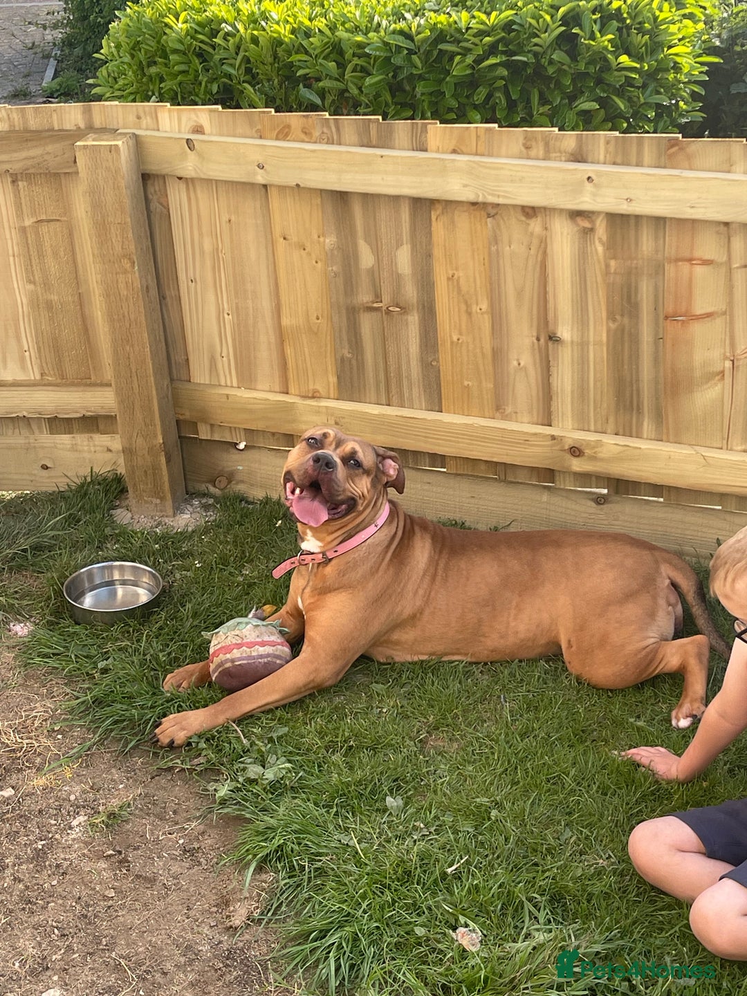 American Bully dogs for sale: Bully bred female 2 year old  - Image 1