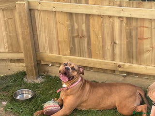 American Bully dogs - Advert 4