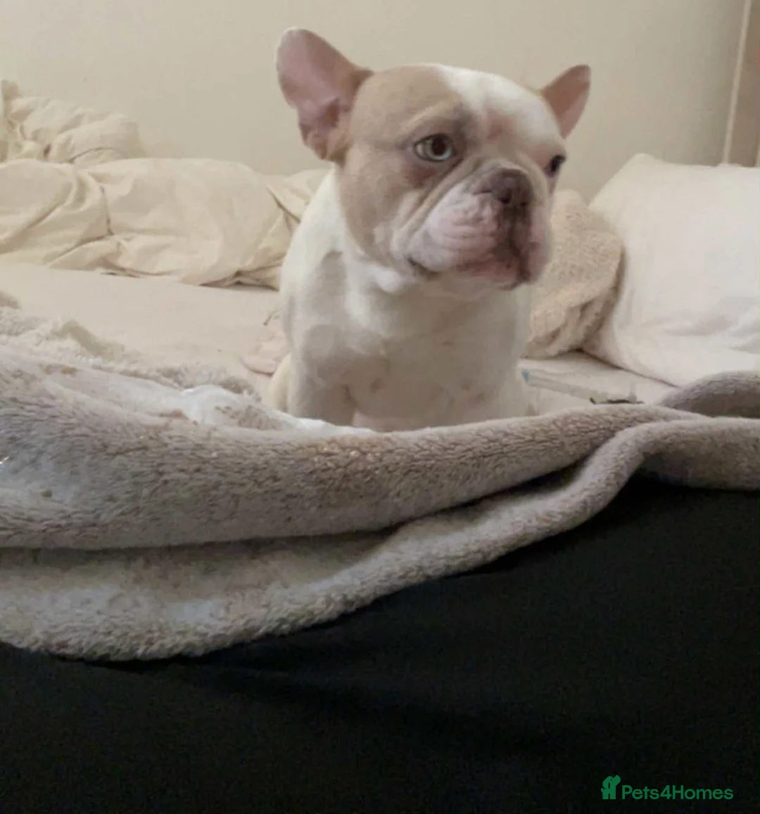 French Bulldog dogs for sale: Beautiful frenchies for sale!! - Advert 6