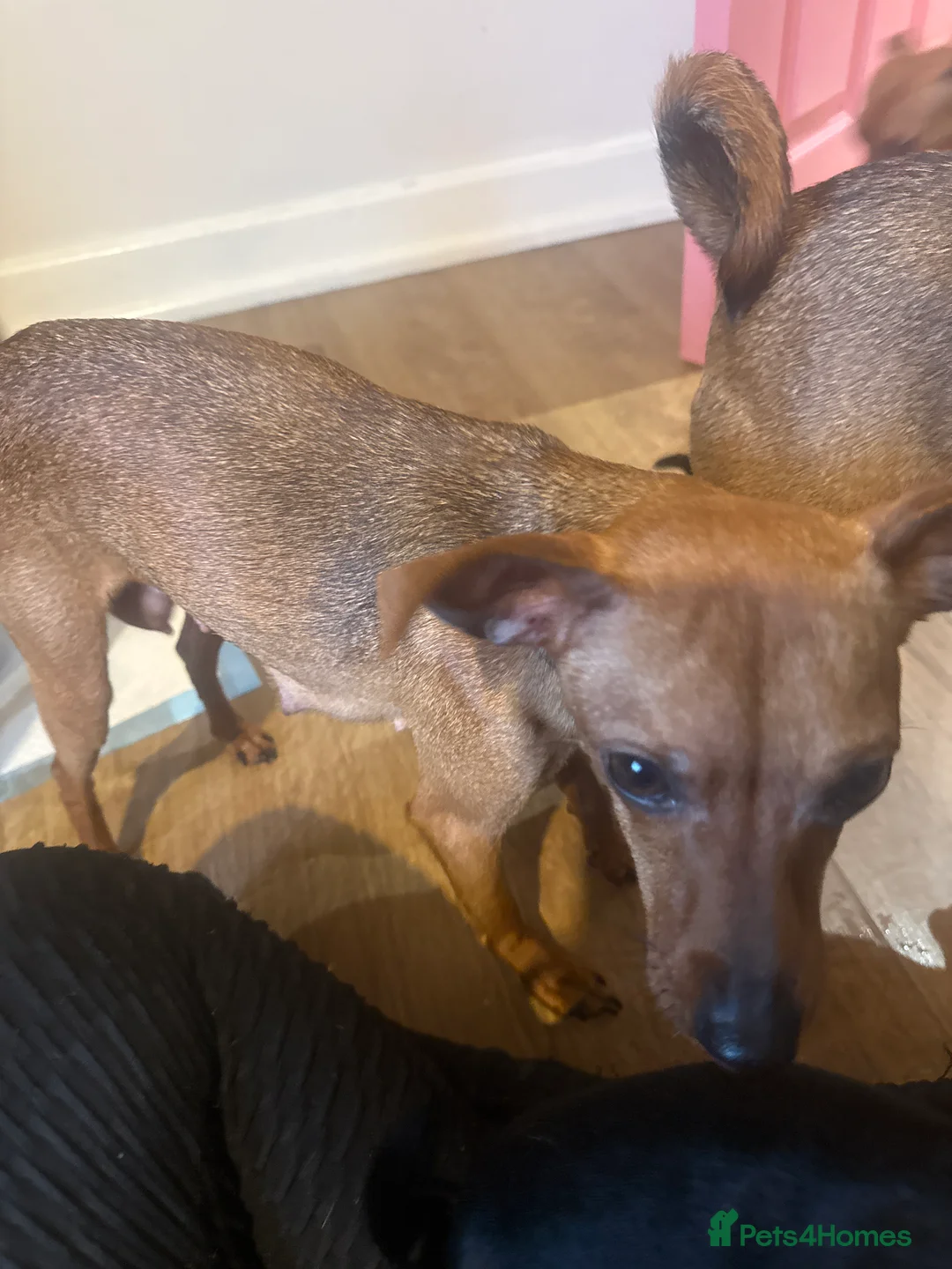 Miniature Pinscher dogs for sale: Female puppies for sale - Advert 2