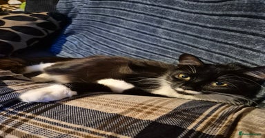 British Longhair cats - Advert 6