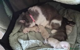 Mixed Breed cats for sale: One little kitten left to pick from - Image 4