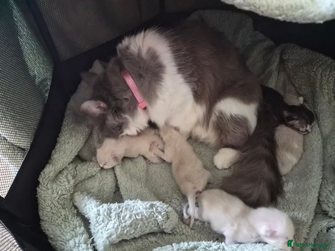 Mixed Breed cats for sale: One little kitten left to pick from - Image 4