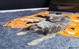 Mini Goldendoodle dogs for sale: Gorgeous Mini Goldendoodles By Therapy Asst Mom - Image 26