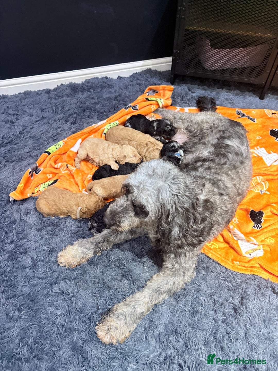Mini Goldendoodle dogs for sale: Gorgeous Mini Goldendoodles By Therapy Asst Mom - Image 26