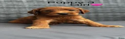 Goldendoodle dogs for sale: 🐾7 beautiful goldendoodles ready now🐾 - Advert 20