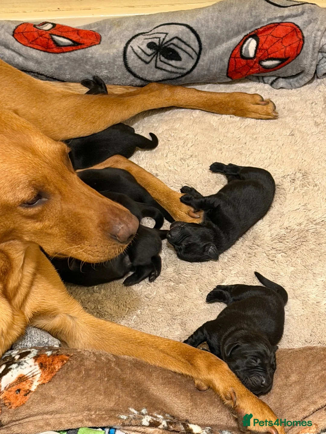 Labrador Retriever dogs for sale: Purebred Labrador retriever puppies available  - Advert 13