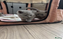 British Shorthair cats for sale: 2 girls available  - Image 4