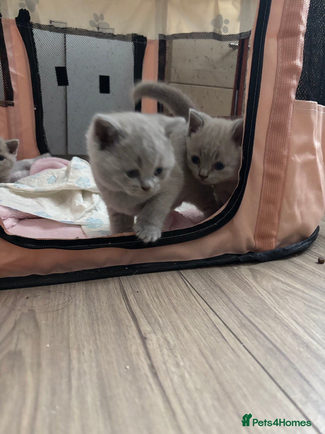 British Shorthair cats for sale: 2 girls available  - Image 4