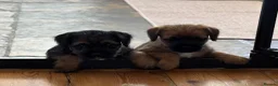 Border Terrier dogs for sale: KC Border Terrier Puppies – Newbury in Newbury - Advert 3