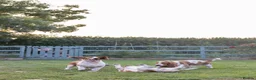 Basset Hound dogs for sale: Bonnie, ZZ & Bella – Beautiful Basset Hound Girls  - Advert 7