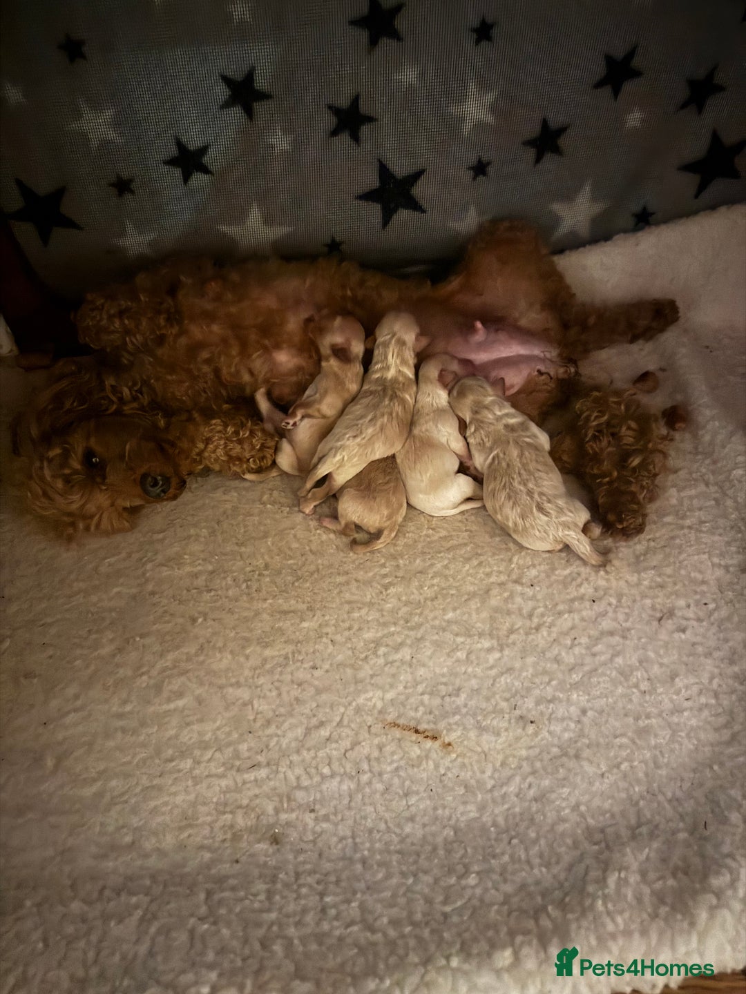 Maltipoo dogs for sale: Stunning maltipoo puppies - Image 7